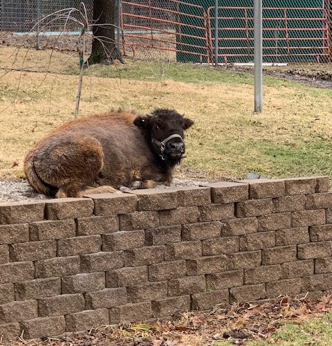 Bison