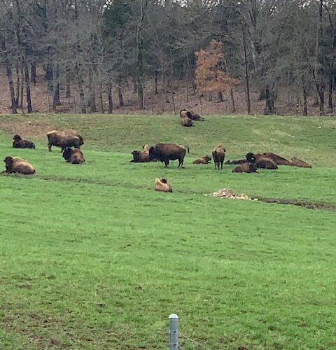 Bisons